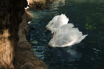 Canvas Print - Beautiful swans swimming in pond on sunny day. Nature reserve