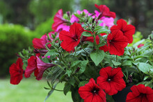 Colourful Red Petunia In Garden. Red Petunia Flowers Close Up. Beautiful Red Flowers In Pot For Landscape Design Of Garden, Soft Focus. Scarlet Garden Flowers In Summer July Macro