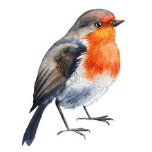 Robin Bird Watercolor. Hand Drawn Illustration Isolated On White Background