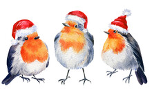 Robin Bird Watercolor. Winter Birds. Christmas Illustration Isolated On White Background