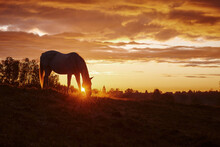 Horse In The Sunrise. Horse In The Sunset	
