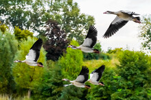 Flying Flock Of Egyptian Geese On Background Of Green Trees