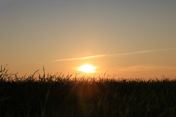 Wall Mural - Picturesque view of beautiful countryside field at sunset