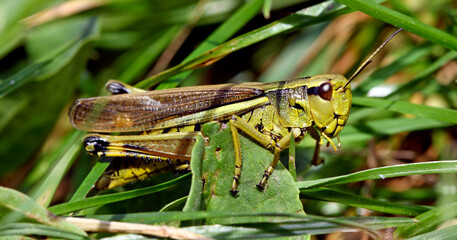 Sticker - Sumpfschrecke // Large marsh grasshopper  (Stethophyma grossum) - Germany