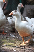 White Domesticated Ducks Walking. Goose Farm.