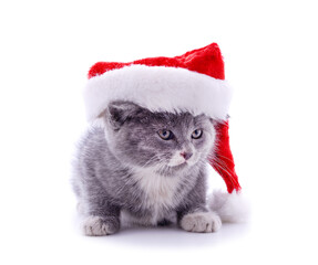 Canvas Print - Cat in a Christmas hat.