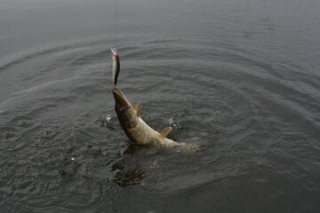 Wall Mural - Summer fishing, pike fishing, spinning on the lake