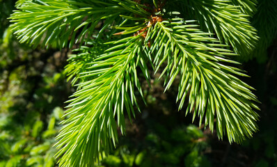 Wall Mural - beautiful fresh branch of evergreen coniferous tree in sunlight