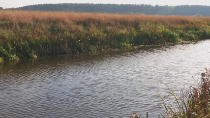 Wall Mural - Beautiful nature landscape background view. Green plants on river coast. Warm autumn day. Sweden.