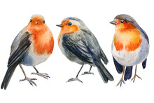 Set Of Watercolor Robin Bird. Christmas Llustration With Birds Isolated On White Background. 