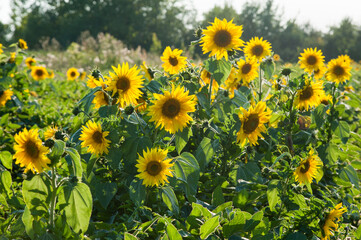  Sunflowers. Field of flowering sunflower plants in the morning sun contours.