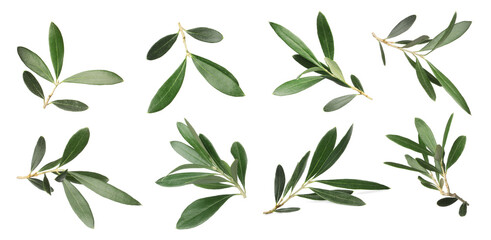 Set with fresh green olive leaves on white background. Banner design