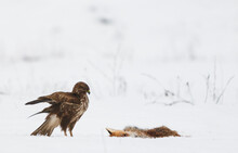 The Common Buzzard With A Dead Fox On The Snow.