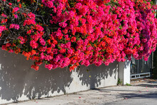 Vibrant Pink Vivid Red Bougainvillea Flowers In Florida Keys, Key West, Town Sidewalk With Beautiful Landscaped Street Road During Sunny Winter Day