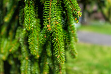 Macro Closeup Of Hanging Branches And Green Foliage Needles Of Weeping Pine Tree With Texture Detail In Virginia Summer Garden And Bokeh Background