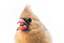 Closeup Of Female Northern Red Cardinal Cardinalis Bird Isolated White Background Eating Sunflower Seed With Beak Covered In Water Drops