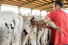 Male Worker Doing An Artificial Insemination On A Cow While Working In A Dairy Farm. Animal Farming Concept.