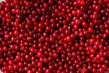 Cranberries Background. Red Berries Surface.