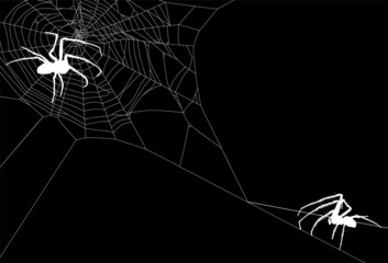Wall Mural - white two isolated large spiders in web illustration