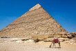 Camel and Giza Pyramid