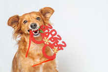 Brown Dog Celebrating New Year, Biting Party Glasses 2022