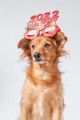 Wall Mural - Charming dog in Christmas dress celebrating the new year