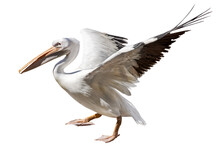 Pelican With Open Wings Start Flight