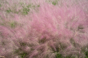 Poster - Beautiful shot of Muhly grass growing in nature