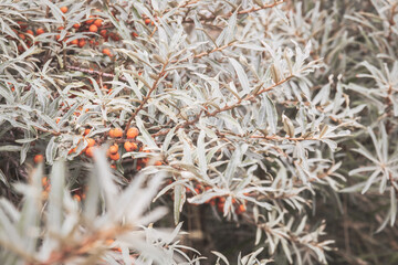 Poster - Scenic view of a Sea buckthorn tree in a garden