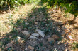 © Ganna Zelinska - Châteauneuf du Pape vineyard, Provence, France.  Stony soil in the summer morning. Round pebbles accumulate heat and give it away at night.