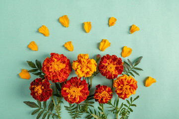 Wall Mural - Orange marigold flowers on a green background. Top view, copy space