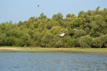 Pair Of Common Pelicans (Pelecanus Onocratulus) Flying In The Area Of ​​the Island Of Tramsani- Pisica, On The Banks Of The Danube River 
