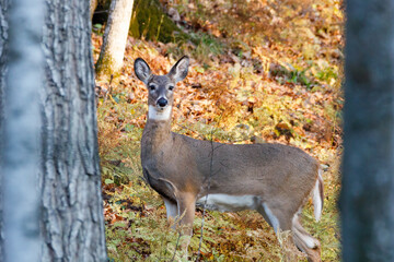 Wall Mural - White-tailed doe (Odocoileus virginianus) alert and looking for danger in the forest during autumn. Selective focus, background blur and foreground blur.
