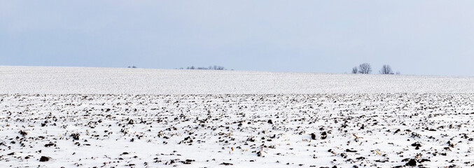 Wall Mural - The winter field with plowed soil is covered with the first snow