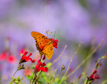 Gulf Fritillary Butterfly (Agraulis Vanillae) Feeding On Red Flowers In The Garden. Purple Flower Bokeh Background With Copy Space.