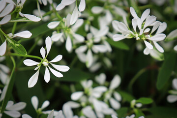 Closeup of the delicate flowers on a spurge plant