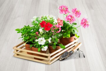 Canvas Print - Flower bush plant on wooden floor