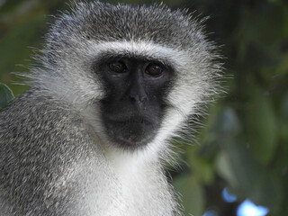 Canvas Print - Beautiful view of a monkey on a tree in Swaziland