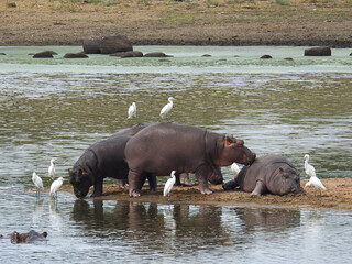 Wall Mural - Beautiful view of Hippopotamus with the white herons in Kruger National Park in South Africa