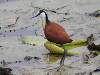 Wall Mural - Beautiful view of Jacana bird in Kruger National Park in South Africa