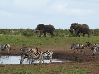 Wall Mural - Beautiful view of waterhole with zebras and elephants in Kruger National Park in South Africa