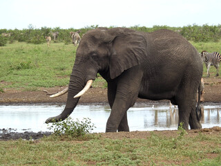 Canvas Print - Beautiful view of Elephant in Kruger National Park in South Africa