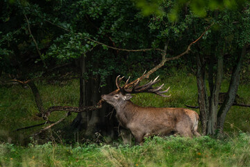 Wall Mural - Red deer roaring in the meadow. Deer during rutting time. European wildlife.