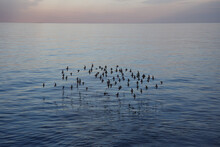 Flock Of Birds Flying Above The Ocean Near The Scituate Lighthouse In Massachusetts