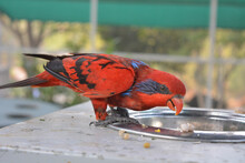 Red Parrot In Captivity Eating Seeds