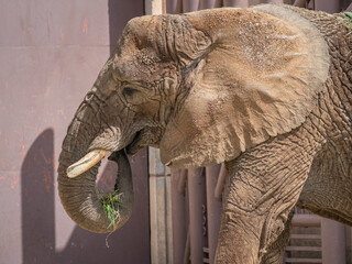 Poster - Closeup of the African elephant in the zoo.