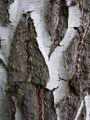 Sticker - Closeup shot of an old tree bark texture - for backgrounds and textures