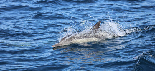 Sticker - dolphin in the water, Long-beaked common dolphin, Dana Point, USA