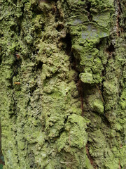 Wall Mural - Closeup shot of an old tree bark texture - for backgrounds and textures