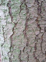 Sticker - Closeup shot of an old tree bark texture - for backgrounds and textures